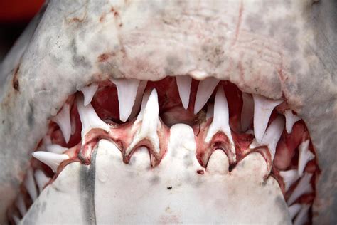 white shark teeth.